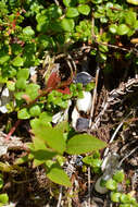 Image of creeping snowberry