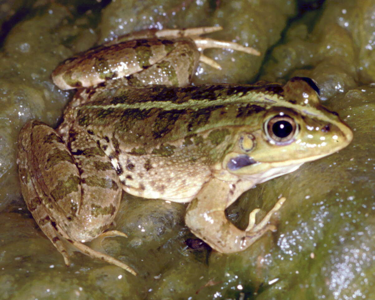 Image of Levant Green Frog