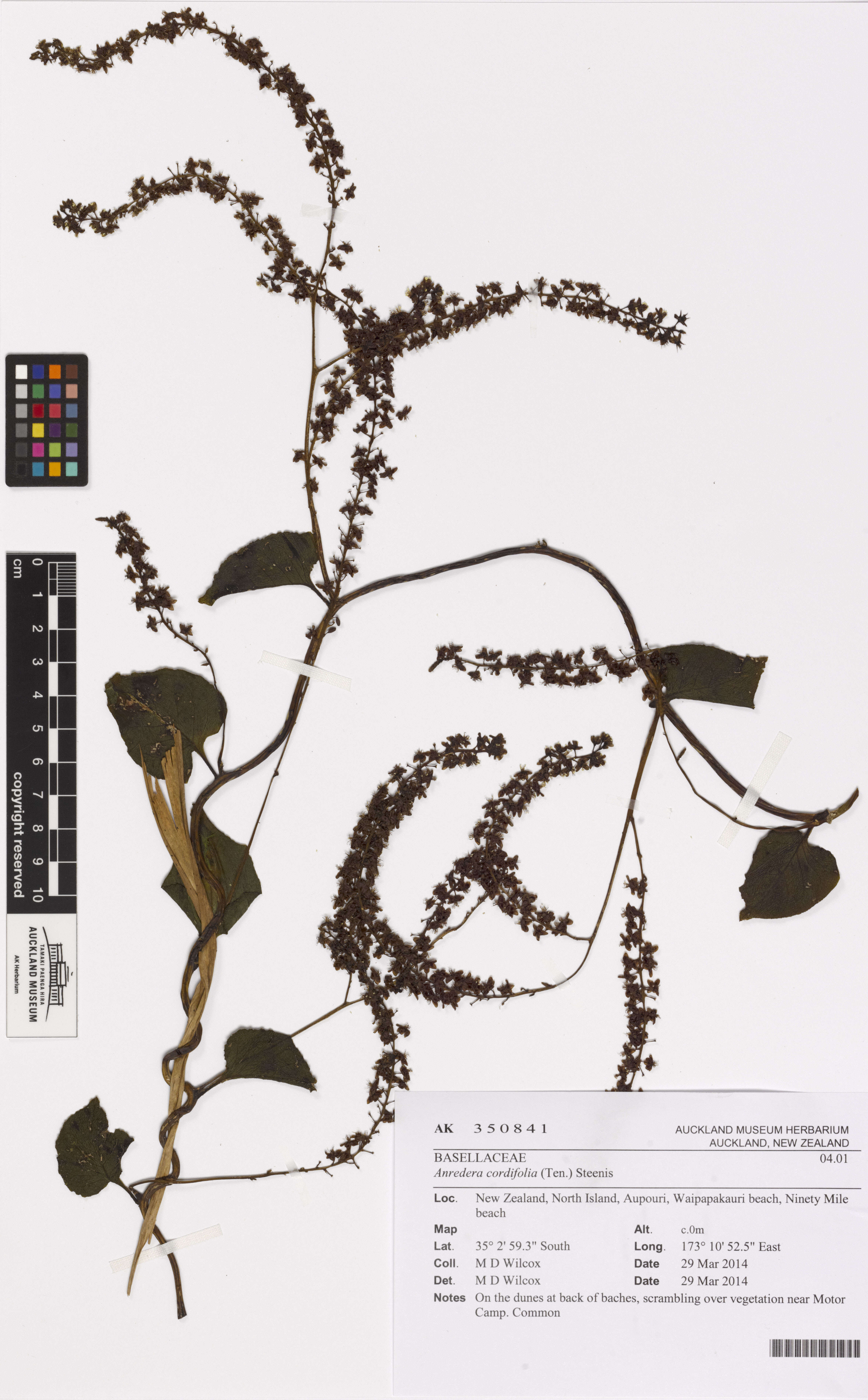 Image of heartleaf madeiravine