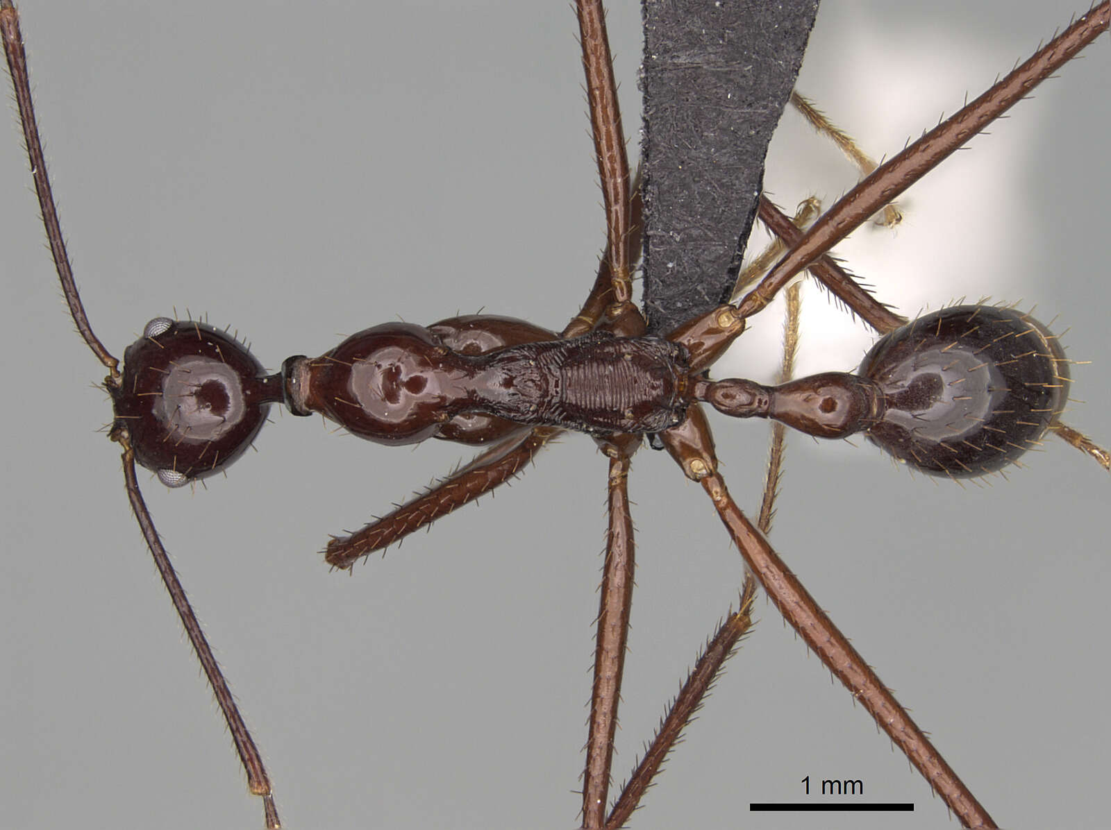 Image of Spine-waisted Ants