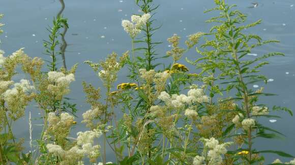 Image of Meadowsweet