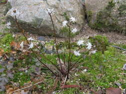 Image of Coptis japonica (Thunb.) Makino