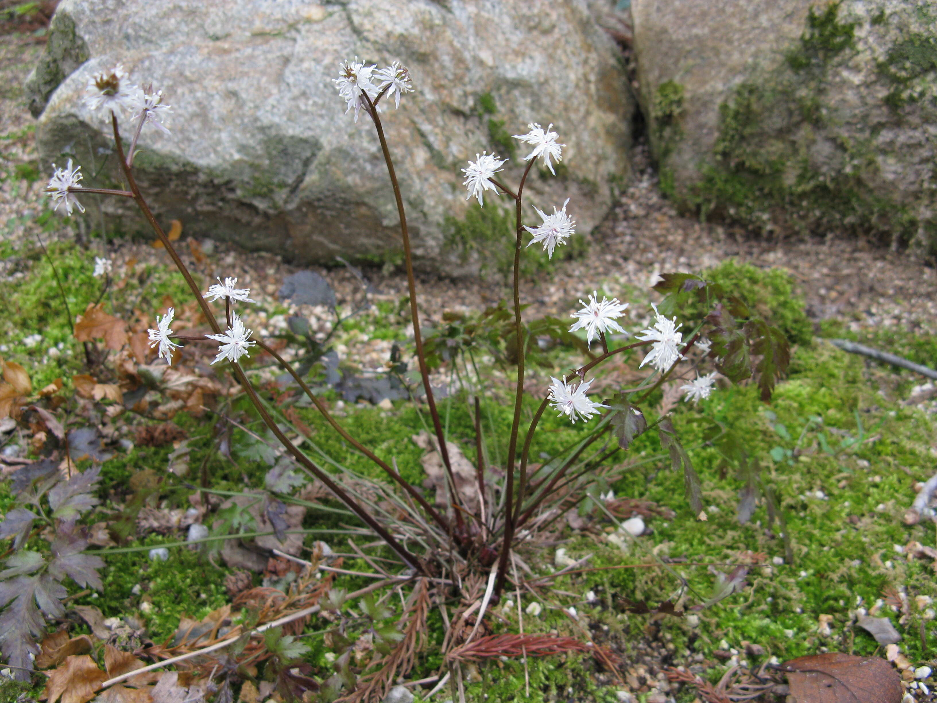 Image de Coptis japonica (Thunb.) Makino