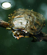 Image of yellow-bellied slider