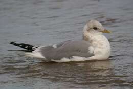 Sivun <i>Larus brachyrhynchus</i> kuva