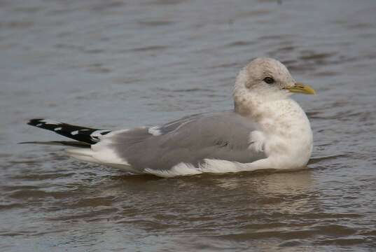 Image of Short-billed Gull