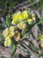 Image of alpine golden buckwheat