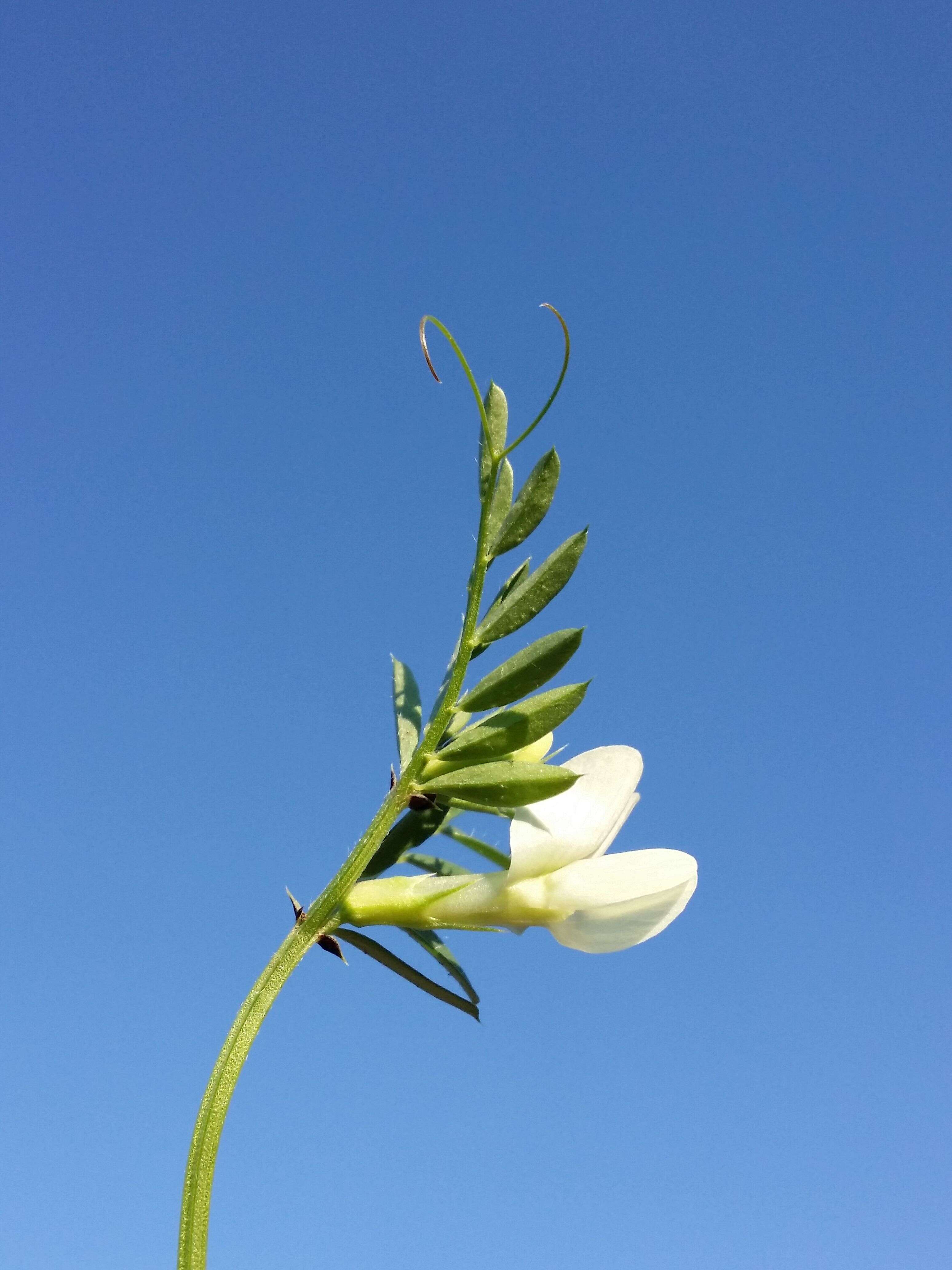 Image of smooth yellow vetch