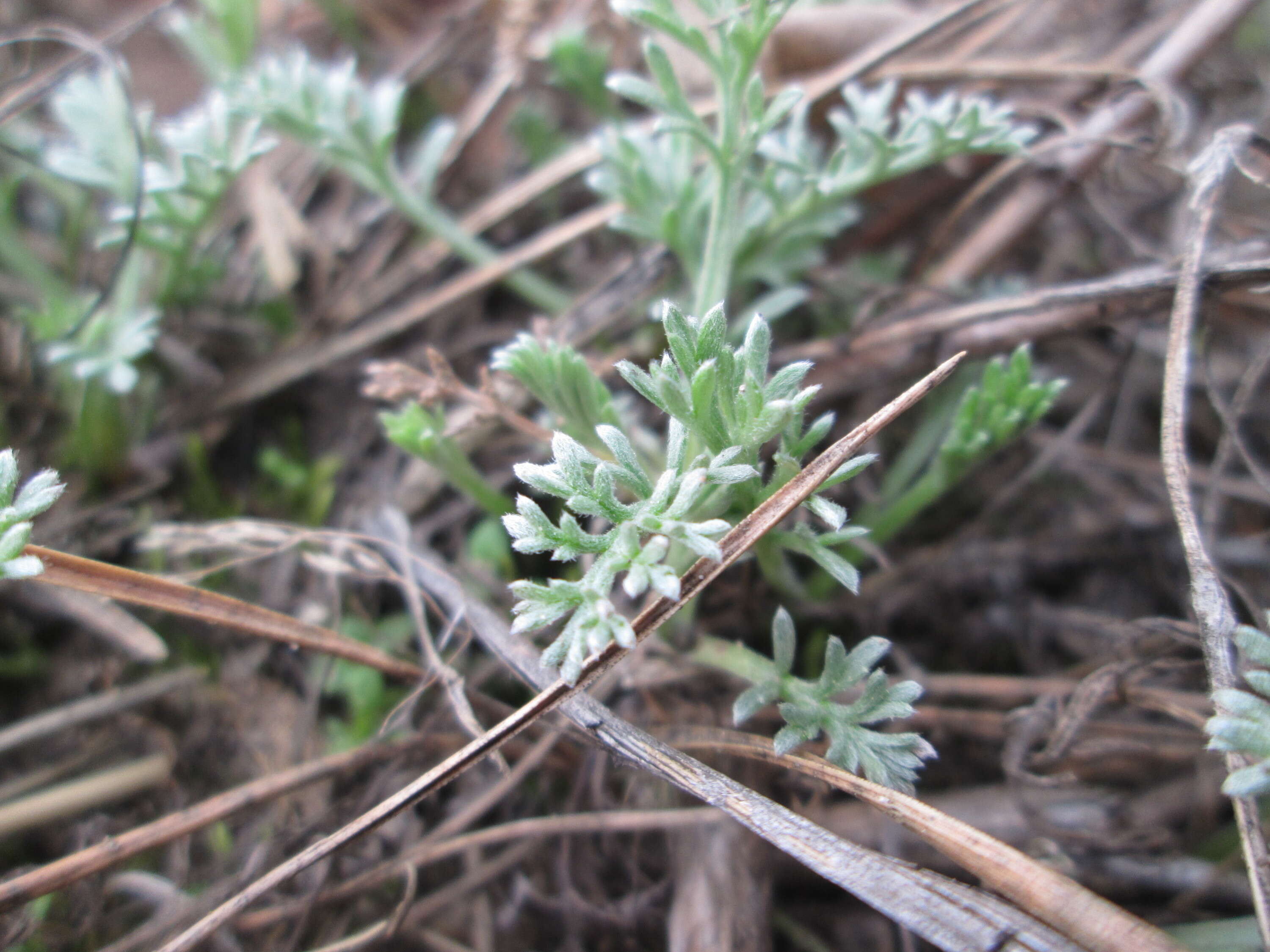 Image of field sagewort