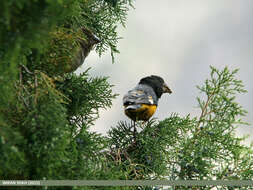 Image of White-winged Grosbeak