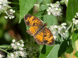 Image of Phyciodes cocyta