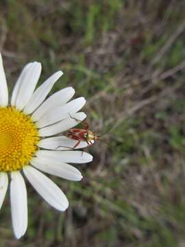 Image of Calocoris roseomaculatus (De Geer 1773)