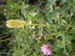 Image of Tofield's asphodel