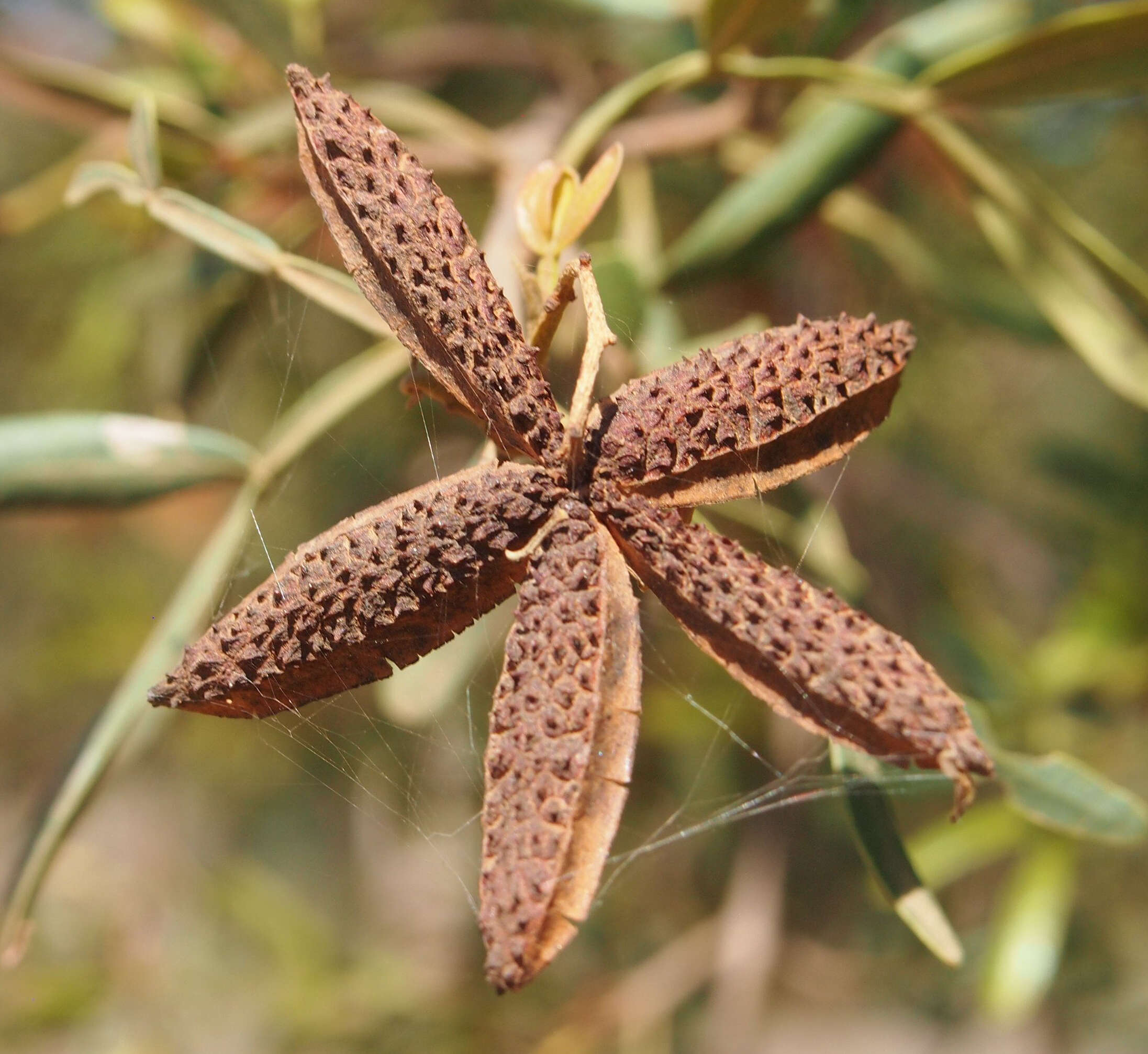 Image of Flindersia dissosperma (F. Müll.) Domin