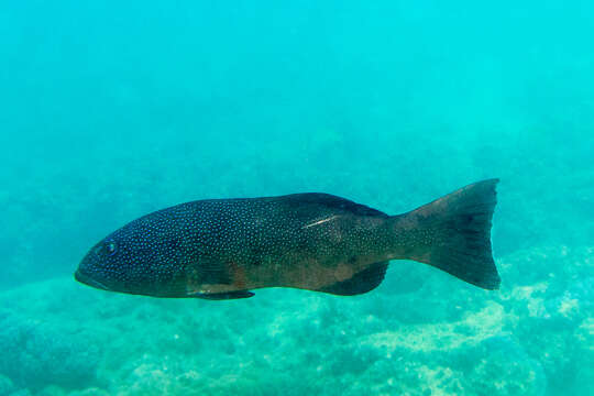 Image de Saumonée Léopard