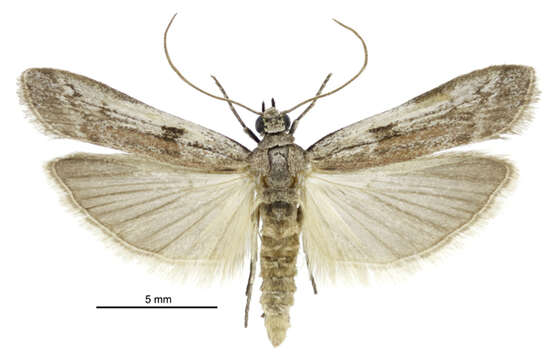 Patagoniodes farinaria Turner 1904的圖片