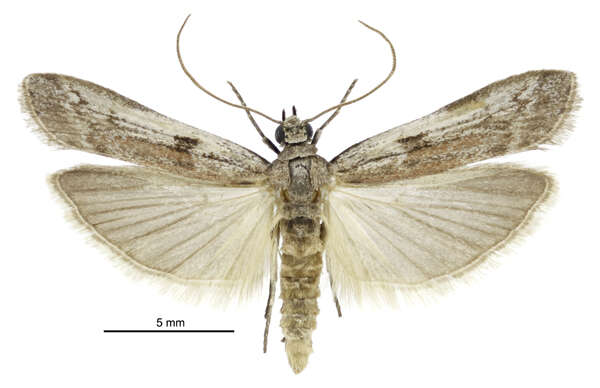 Patagoniodes farinaria Turner 1904的圖片