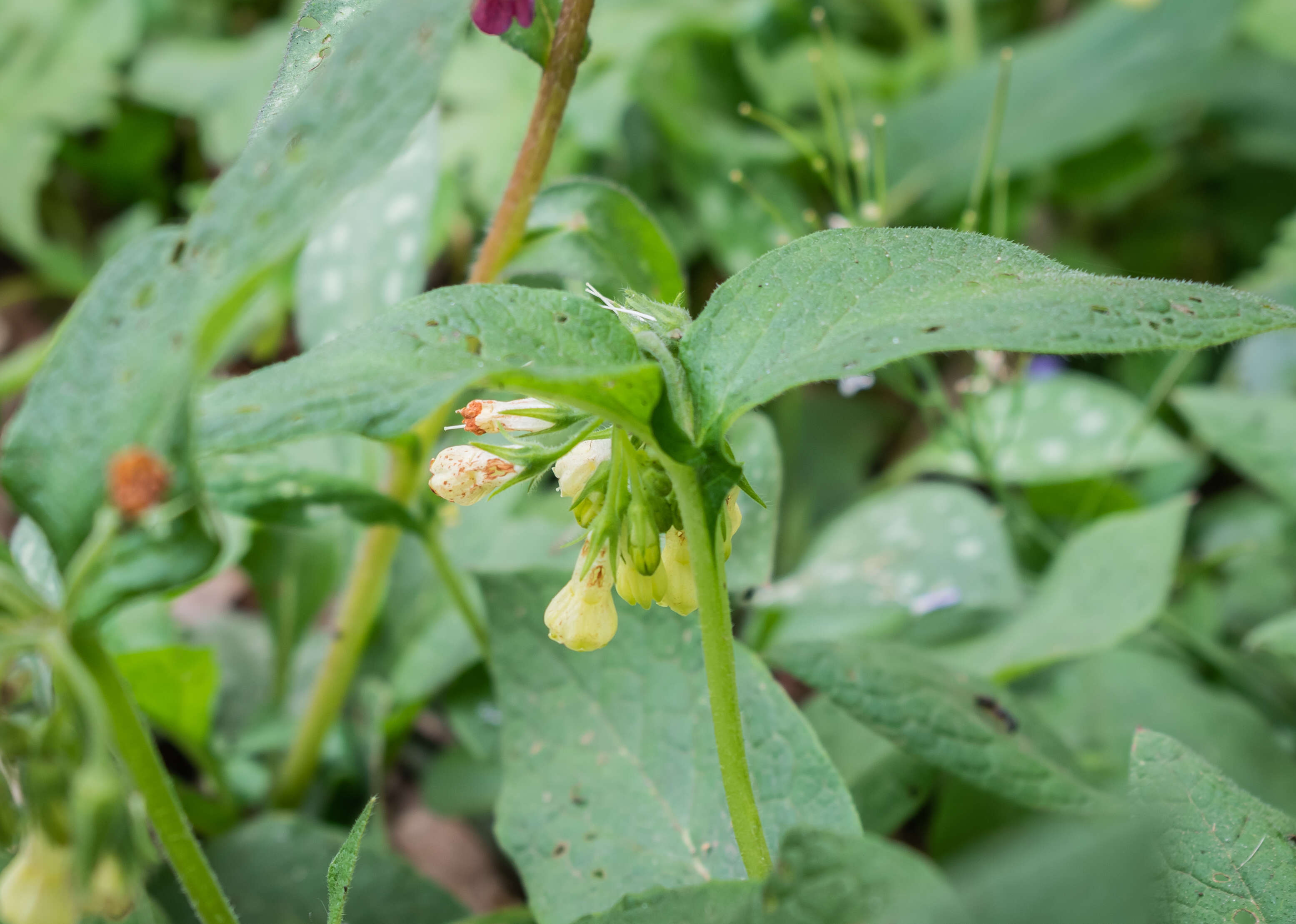 Слика од Symphytum tuberosum L.