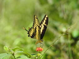 Image of Thoas Swallowtail