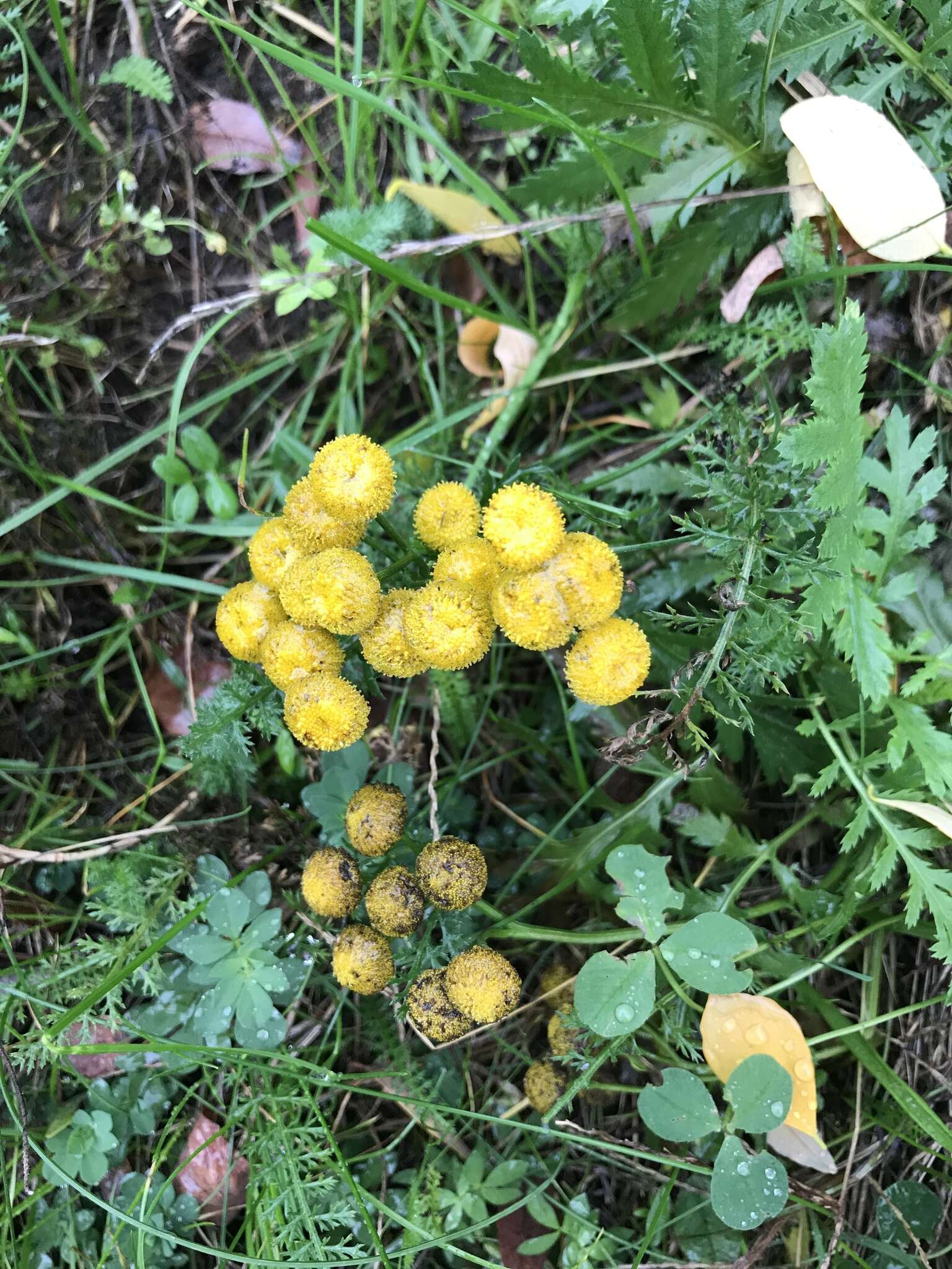 Image of common tansy