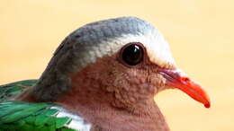 Image of Common Emerald Dove