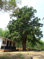 Image of Ficus callosa Willd.