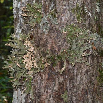 Image of Lungwort