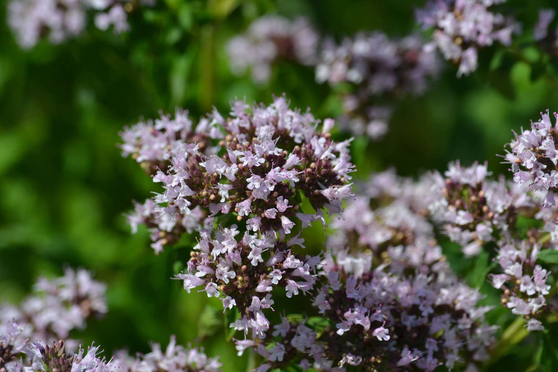 Image of oregano