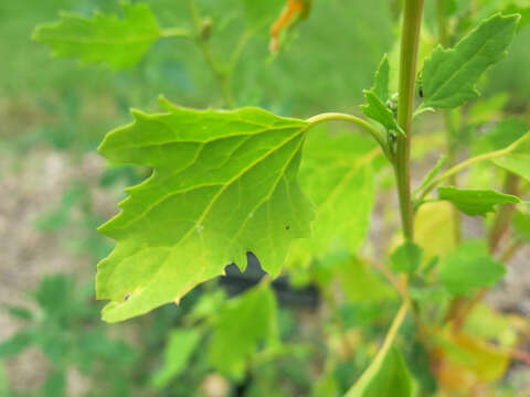 Imagem de Chenopodium album L.