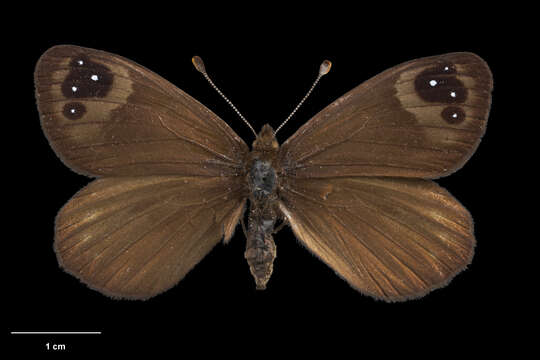 Image of Percnodaimon merula