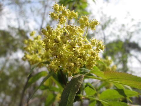 Image of Red-berried Elder