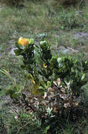 Image of Leucospermum innovans Rourke
