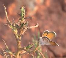 Image of Western pygmy blue