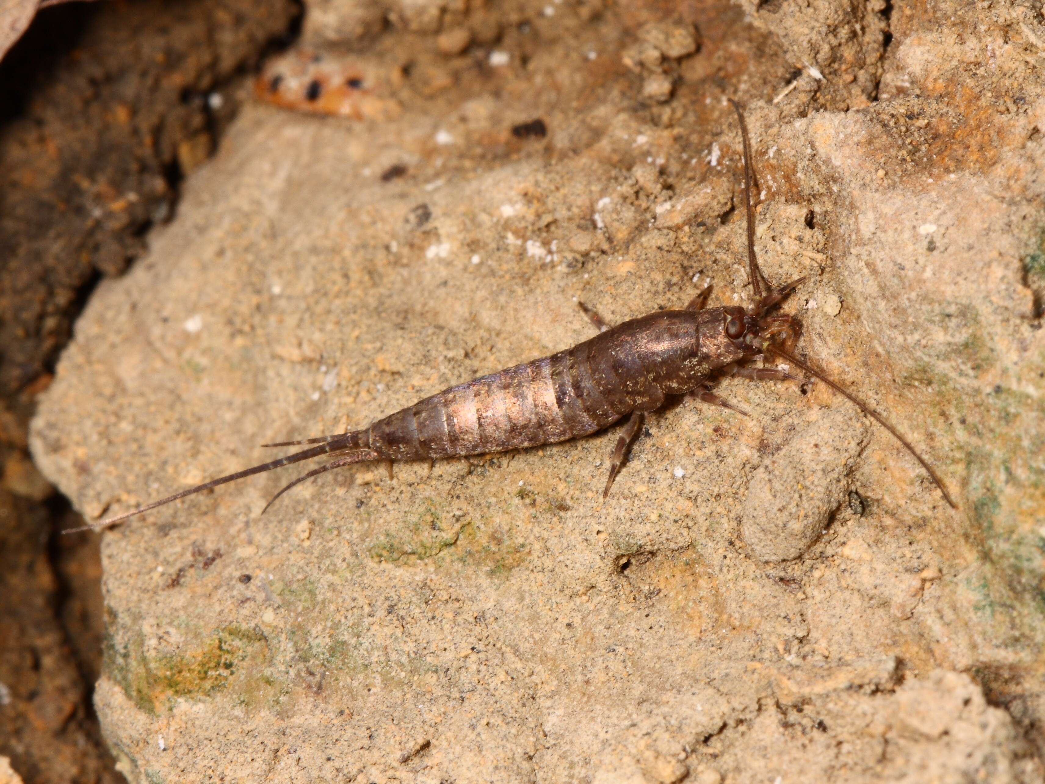 Image of rock bristletails