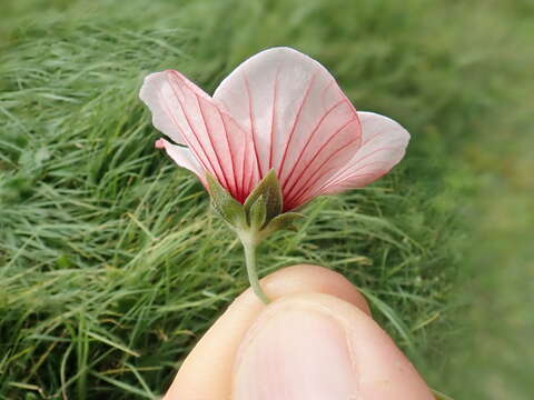 Image of spearleaf swampmallow