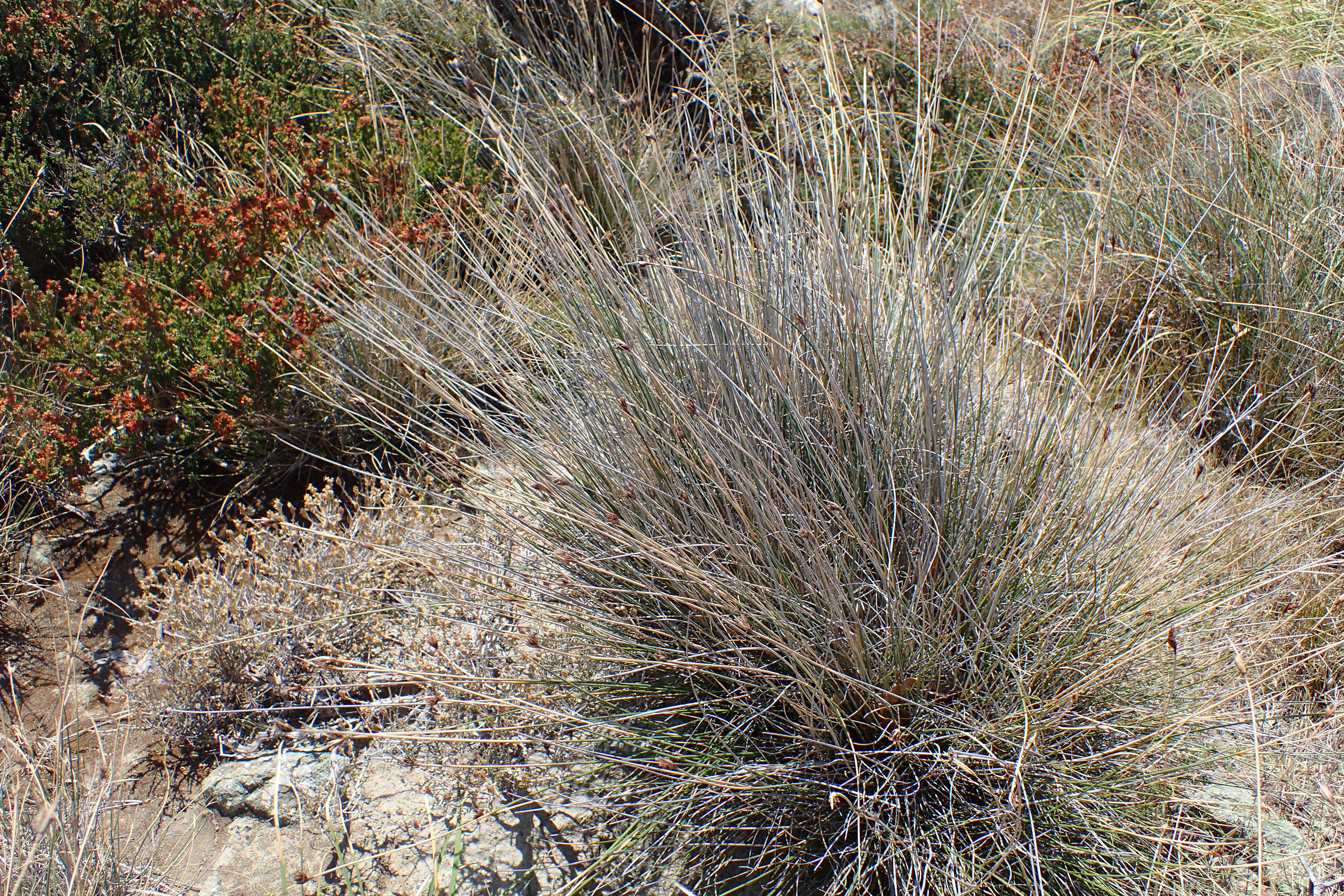 Image of Black Bog-rush