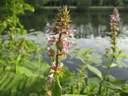 Image of Hedge-nettle