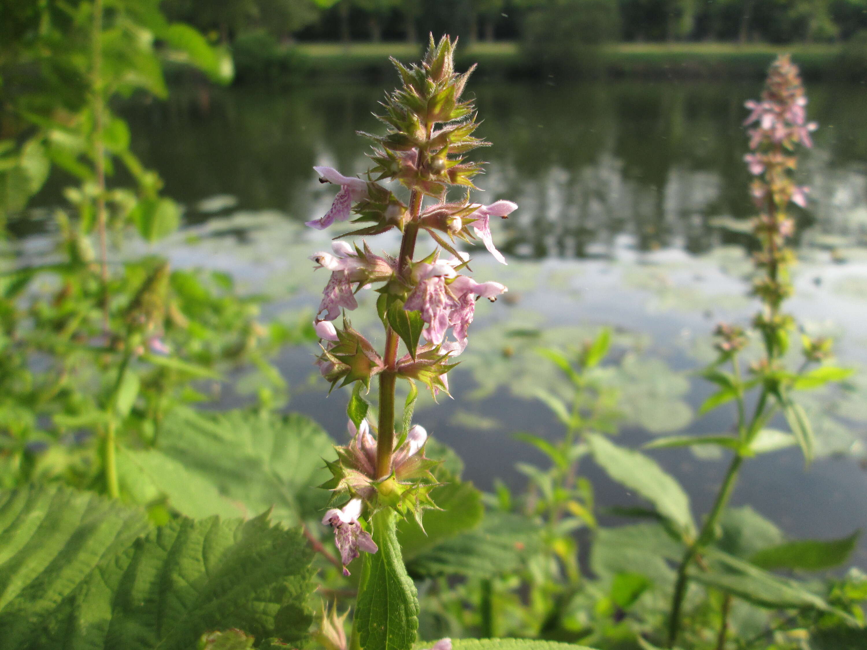 Image of Hedge-nettle