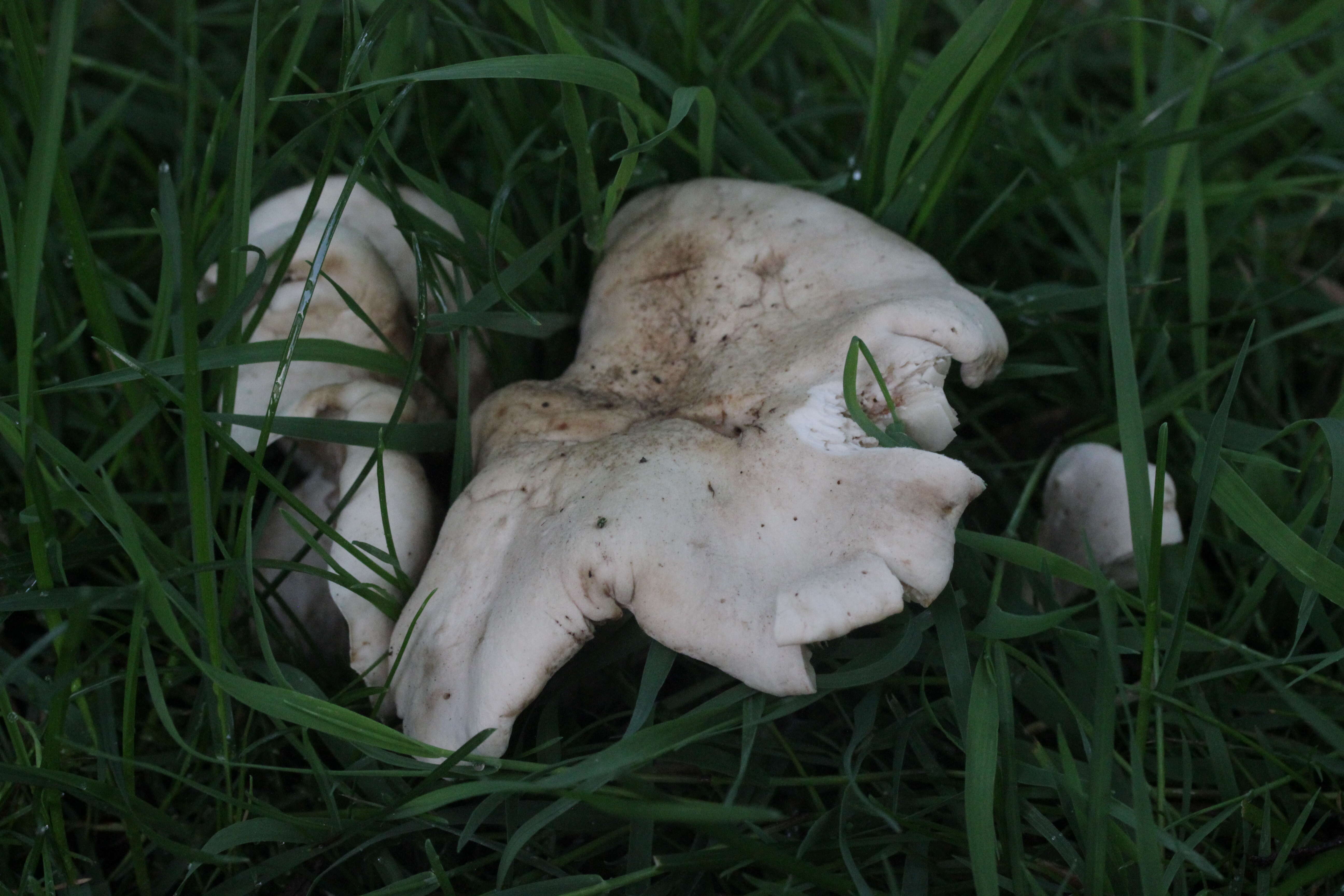 Image of Calocybe