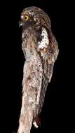 Image of Andean Potoo