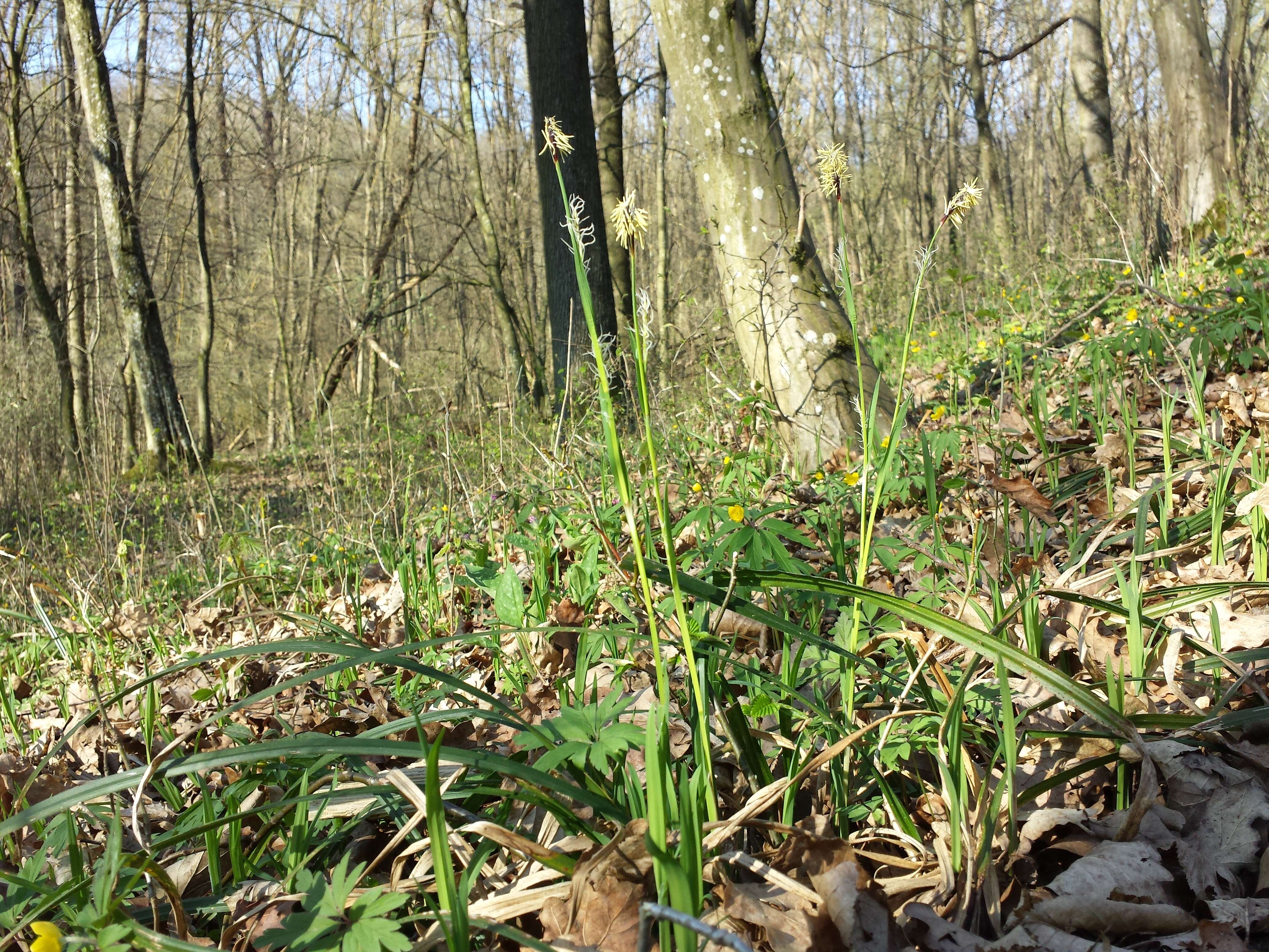 Image of Carex pilosa Scop.