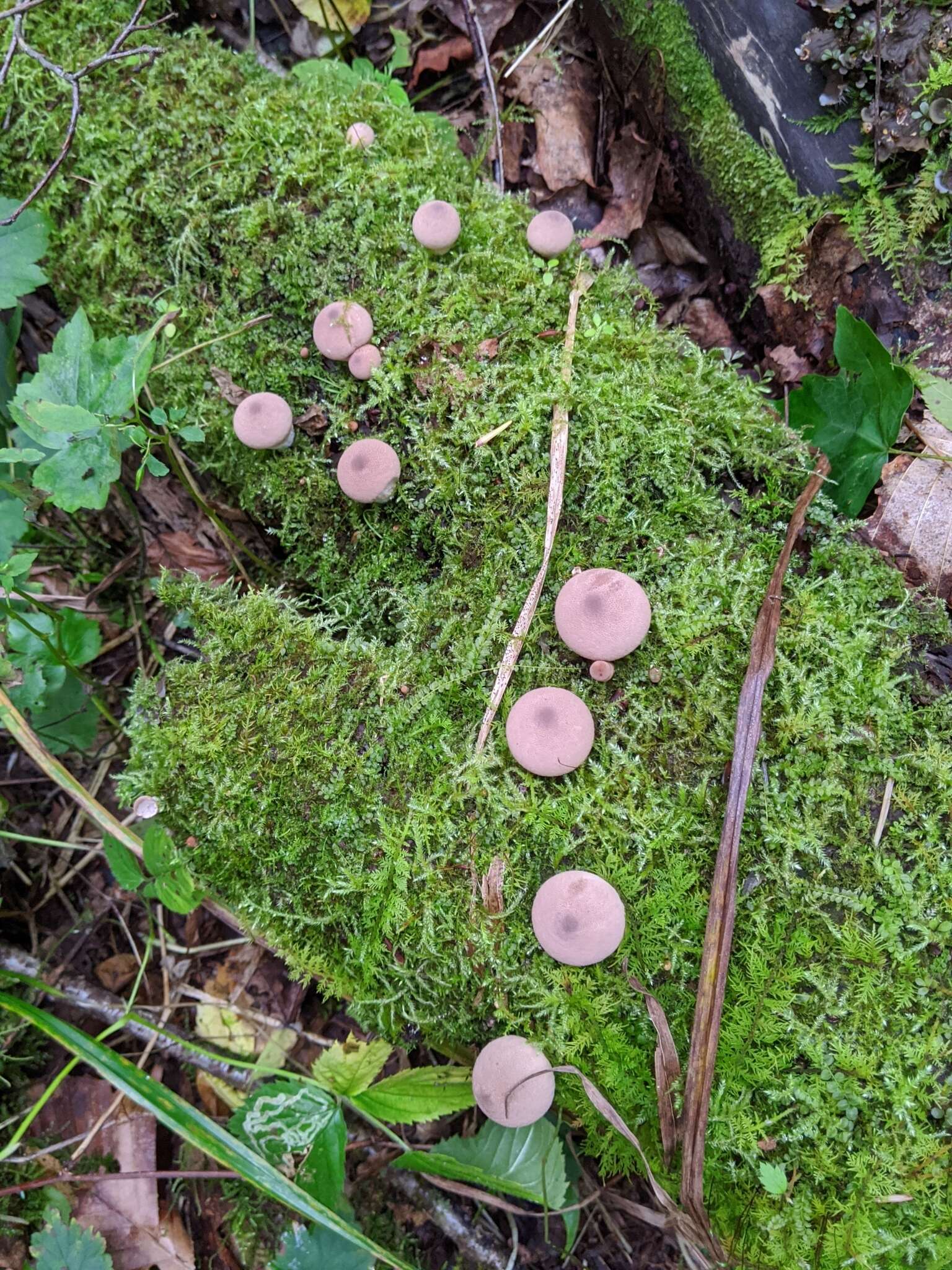 Imagem de Lycoperdon subincarnatum Peck 1872