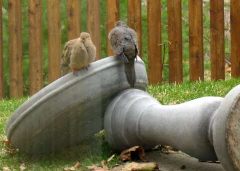 Image of American Mourning Dove