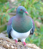 Image of Kererū