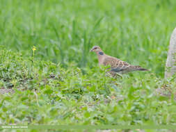 Image of Oriental Turtle Dove