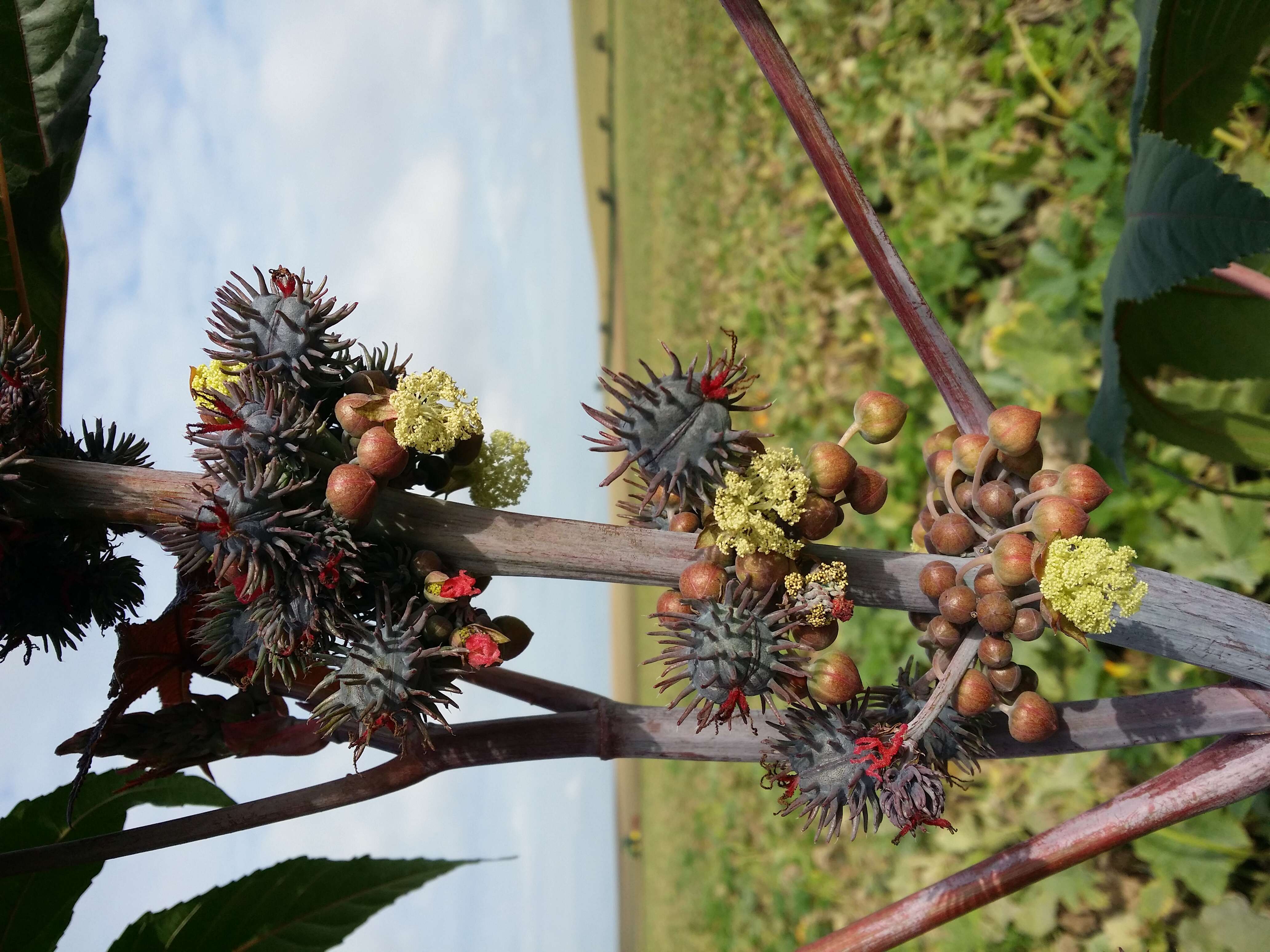 Sivun Ricinus kuva