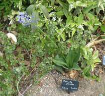 Image of Large blue squill