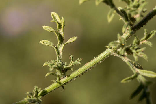 Image of tanseyleaf tansyaster