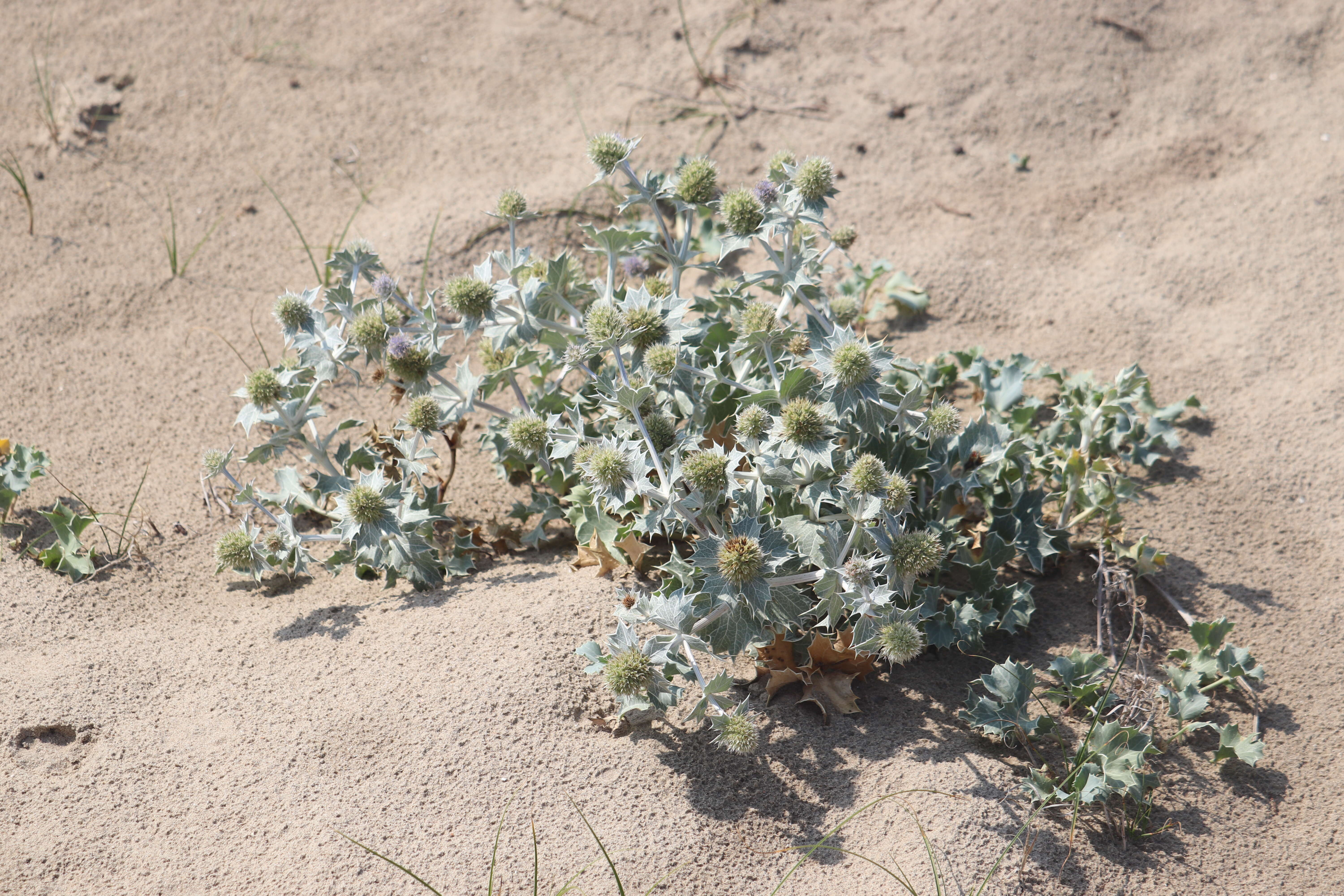 Image of sea-holly