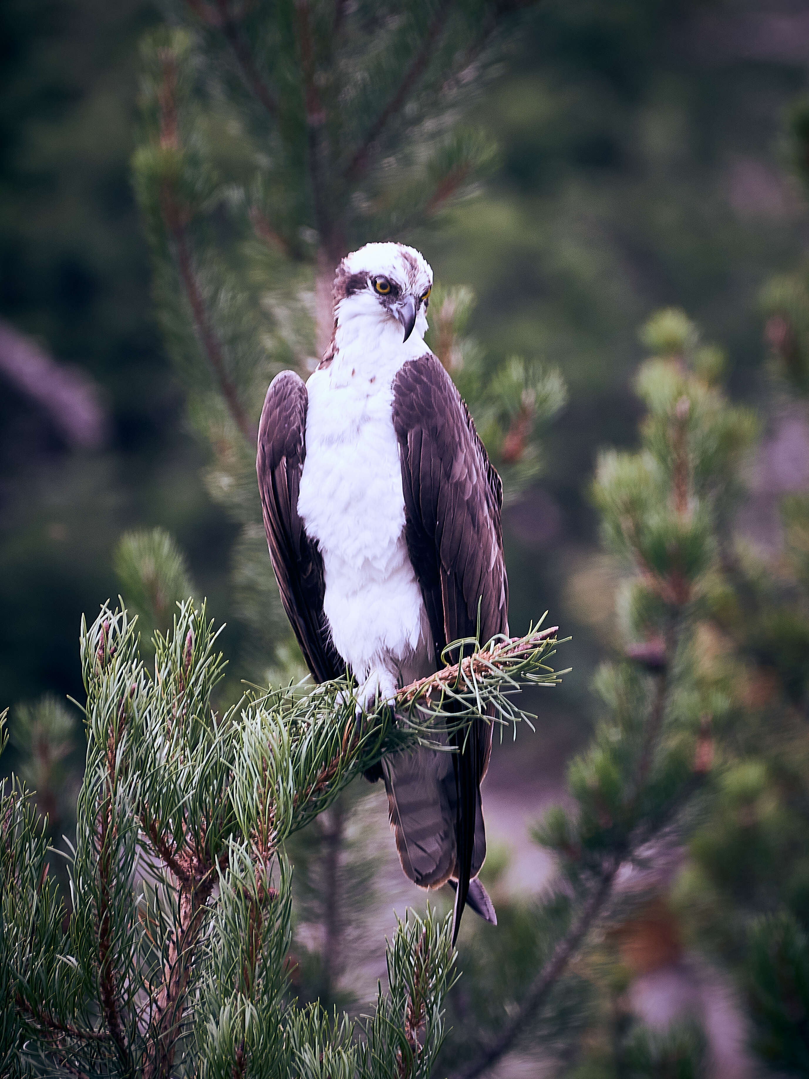 Image of ospreys